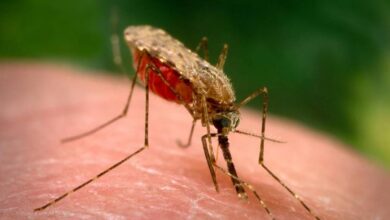 تصویر در زنگ خطر مالاریا در سیستان و بلوچستان به صدا درآمد