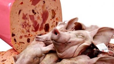 تصویر در مضرات عجیب و باورنکردنی گوشت خوک