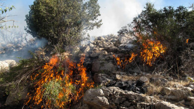 تصویر در تراژدی تکراری آتش سوزی در جنگل‌های اورامانات